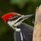 Pileated Woodpecker Close Up 1