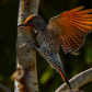 Red-shafted Flicker 6