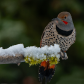 Red-shafted Flicker 18
