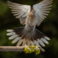 Ringed Turtle Dove 18