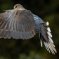 Ringed Turtle Dove 29