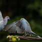 Ringed Turtle Doves 10
