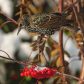 Starling Eating Mountain Ash Berries 1