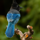 Steller's Jay 5