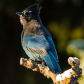 Steller's Jay 10