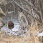 Beaver in the Winter