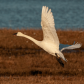 Trumpeter Swan Taking Off 1