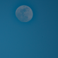 Tundra Swan Flight With Moon 1