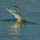 Tundra Swan Wing Flapping 1