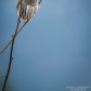 Owl on Stilts