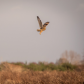 Flyby