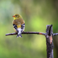 American Finch