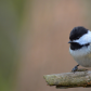 Chickadee