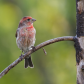 House Finch