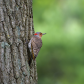 Woodpecker