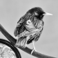 European Starling