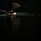 Loon in the shadows