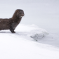 Mink on ice