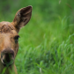 Curious Moose Calf