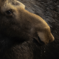 Moose Close-Up
