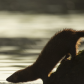 Mink Sliding Into Lake Ontario
