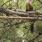 Pine Marten Pose