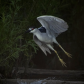 Night Heron Take-Off