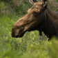 Moose Portrait