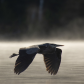 Heron Flyby