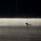 Common Loon in the early morning mist