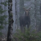 Face to face in the forest