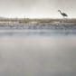 Early Morning Heron
