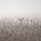 Misty Meadow Deer