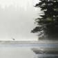 Algonquin Heron
