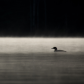Common Loon in the early morning mist