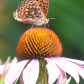 Atlantis Fritillary