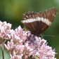 White Admiral