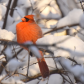 Cardinal