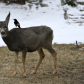 What did the Magpie say to the Mule Deer? 