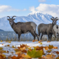 Rocky Mountain Bighorn Sheep on a brisk autumn day.