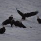 Eagles