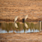 Great Blue Herons