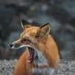 Yawn