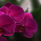 Pink Orchids