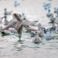 Dive Bombing For Herring