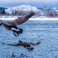 Waterfowl in Flight
