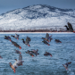 Mallards Preparing To Land