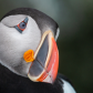 Portrait of an puffin
