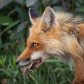 A fox vixen with her catch