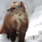 Pine Marten